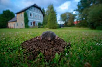 Do Moles Come Inside The House?