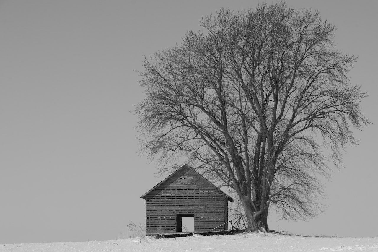 Can You Put A Shed Under A Tree?