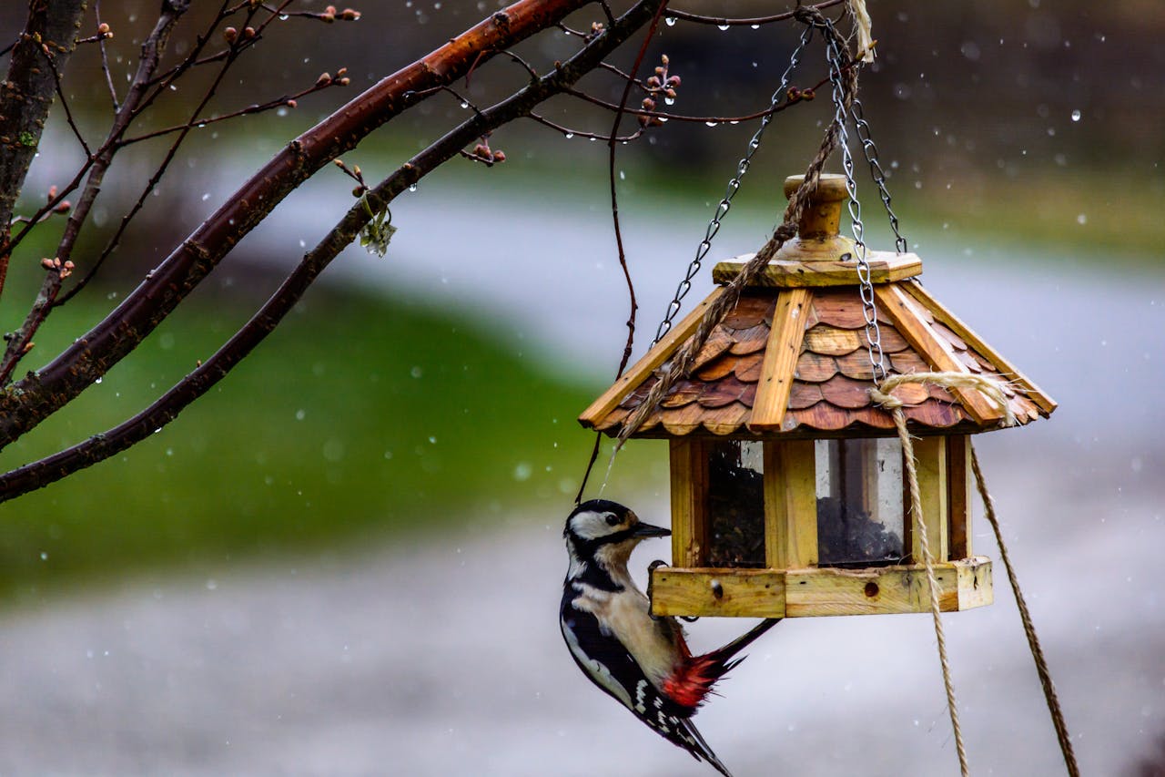 How To Attract Birds And Squirrels To Your Garden In Winter