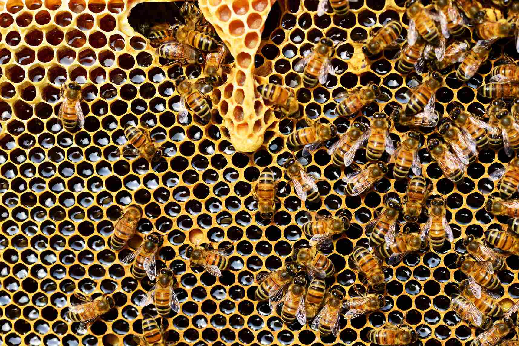 How To Protect Beehives And Pollinators In Winter